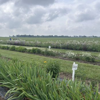 Dollie’s Farm - Flower fields-maybe a little bit early in the season - Flowers & Gifts Near Me - Franklin, Indiana Dollie’s Farm - Flower fields-maybe a little bit early in the season - Flowers & Gifts Near Me - Franklin, Indiana