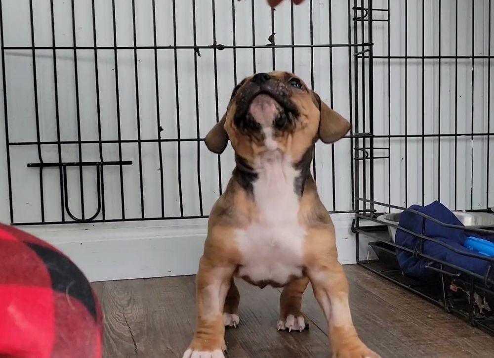 BLUE PINES BULLY CAMP Request Information Motley, Minnesota Pet