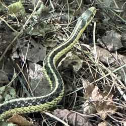 Bald Knob - Cute little Eastern ribbon snake sunning itself.