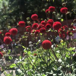 Bonney Lake Comfort Care - Flower garden in full bloom Dahlias, Roses, Sunflowers and many more