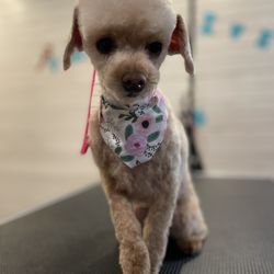 Pawsitive Vibes Grooming Salon