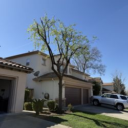 E Juarez Tree
