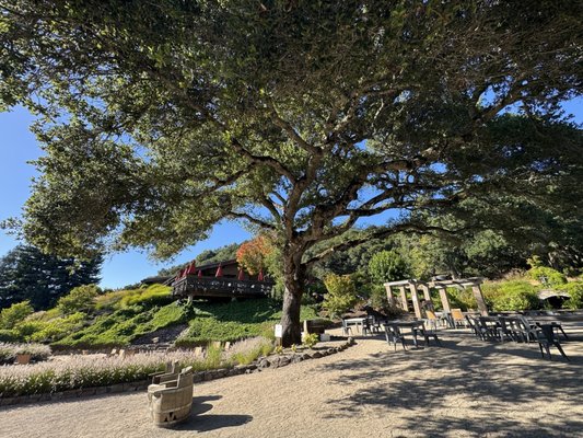 Matanzas Creek Winery by null