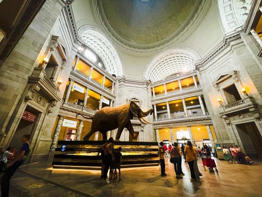Smithsonian National Museum of Natural History by null