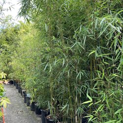 Bamboo Collective - Pots of bamboo for sale, many varieties and sizes available.