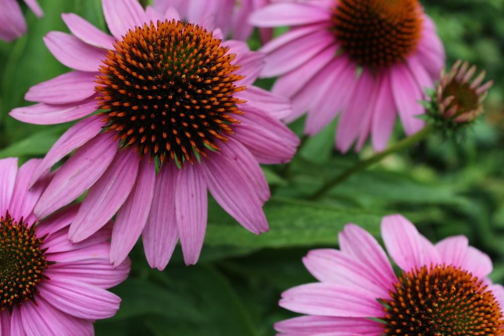 Ashanti Gumbo - grief counselor in New Orleans, LA