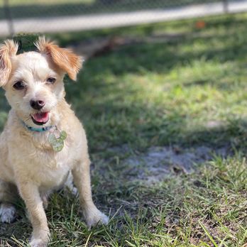 P Phillips Community Park - Dog Parks Near Me - Orlando, Florida P Phillips Community Park - Dog Parks Near Me - Orlando, Florida