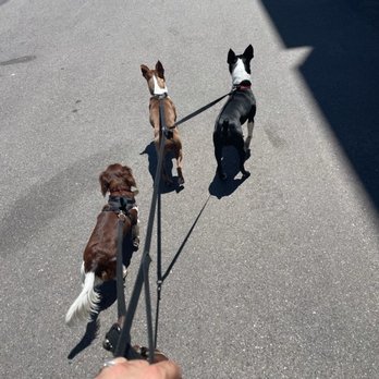 Pawfect Pals - Fig, Cleo, and Jones on a walk. - Dog Walkers Near Me Pawfect Pals - Fig, Cleo, and Jones on a walk. - Dog Walkers Near Me