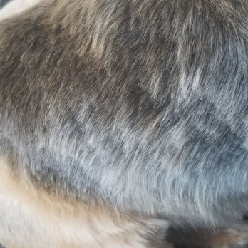 Mutt Cutts Dog Spa - Pet Groomers Near Me - Chino, California