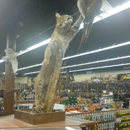 Bobcat swatting a pheasant.... Enough said!