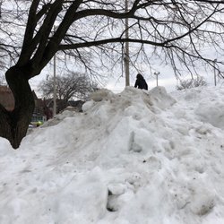 Alexandra Park - Giant zamboni snow hill.