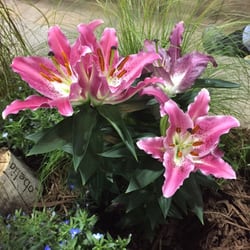 Colorado Garden & Home Show - Beautiful stargazer lillys