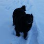 Photo of Dogs, Cats & a Couple of Chicks, Inc