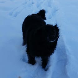 Dogs, Cats & a Couple of Chicks, Inc - Chelsea!