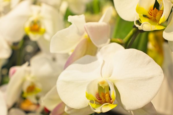 Whole Foods Market by null