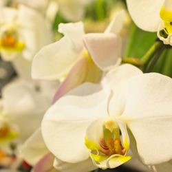 Whole Foods Market - Fresh Flowers