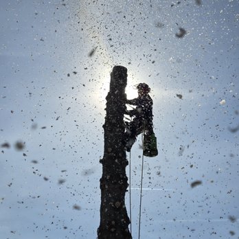 Ascension Tree Care - Tree Services Near Me - Milford, Michigan Ascension Tree Care - Tree Services Near Me - Milford, Michigan