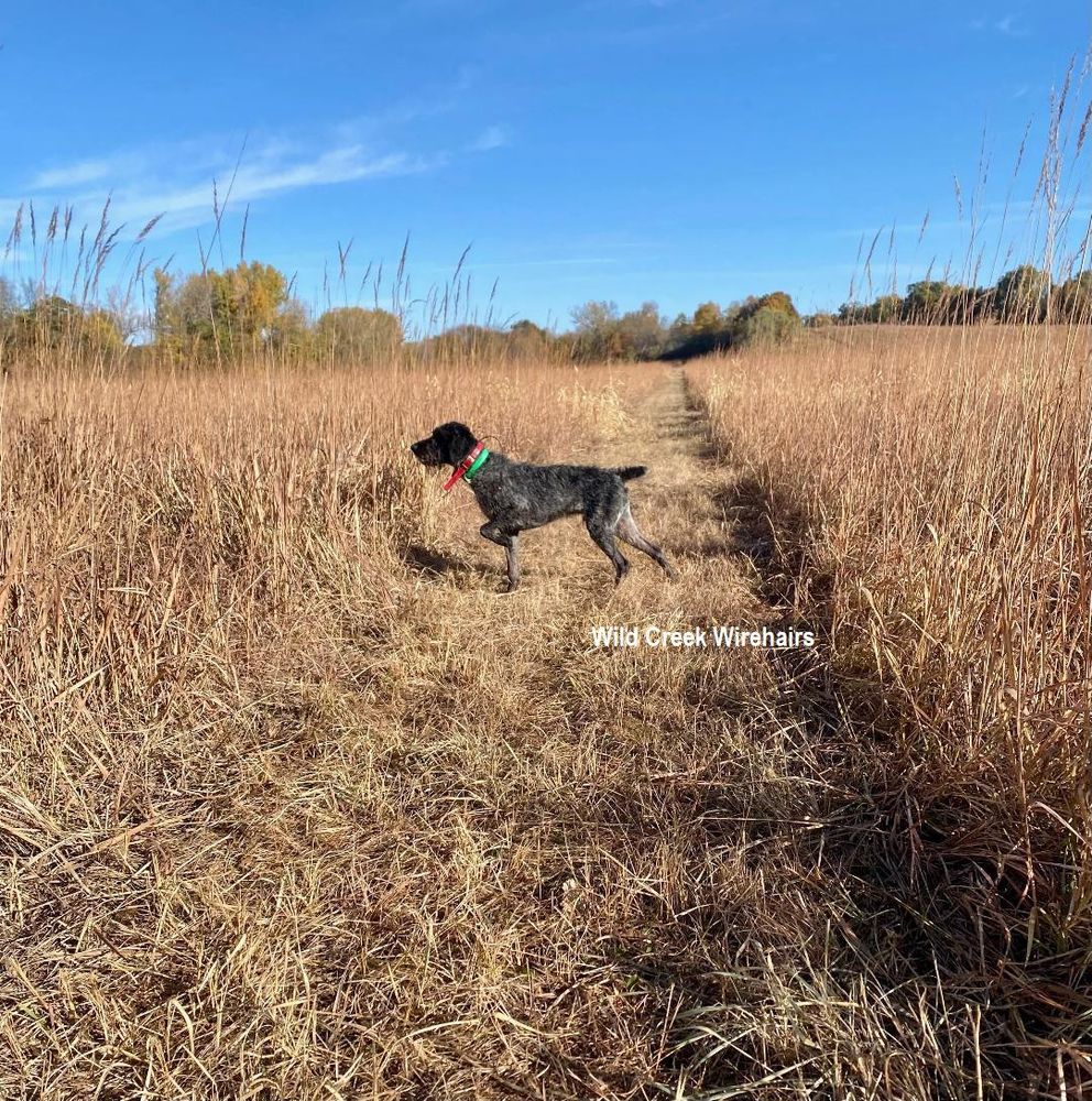 WILD CREEK WIREHAIRS 806 60th Ave, Pleasantville, Iowa Pet Training Phone Number Yelp