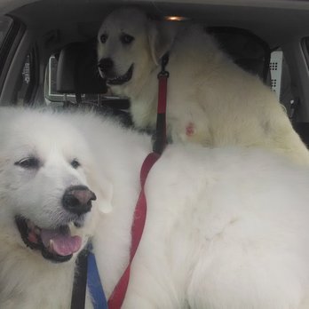 Pyrenees Pets - Monty and Zena's first Grooming visit! - Pet Groomers Near Me - Danville, California