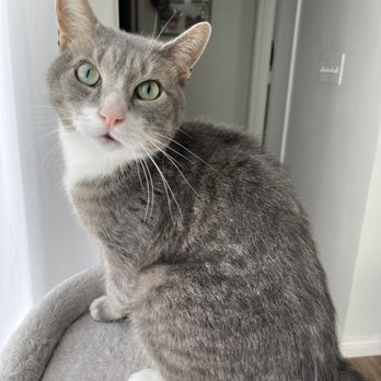 Santa Barbara Pet Sitters - Cats rule! - Pet Sitting Near Me Santa Barbara Pet Sitters - Cats rule! - Pet Sitting Near Me