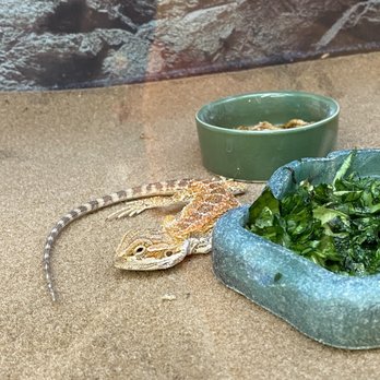 Petco - Sick baby beardie - Pet Stores Near Me - El Cerrito, California