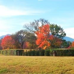 McConnell Foundation - Found this half colored tree while walking the trails.