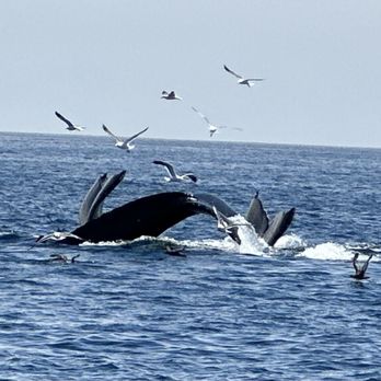 Condor Express Whale Watching - Boat Charters Near Me - Santa Barbara, California Condor Express Whale Watching - Boat Charters Near Me - Santa Barbara, California
