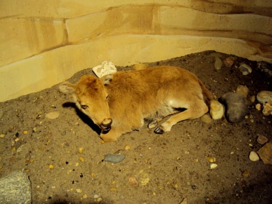 C. M. Russell Museum by null