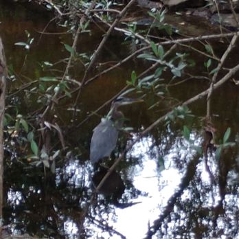 Hammock State Park - Bird - Hiking Near Me - Dunedin, Florida