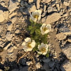 Watchman Peak - Western pasqueflower