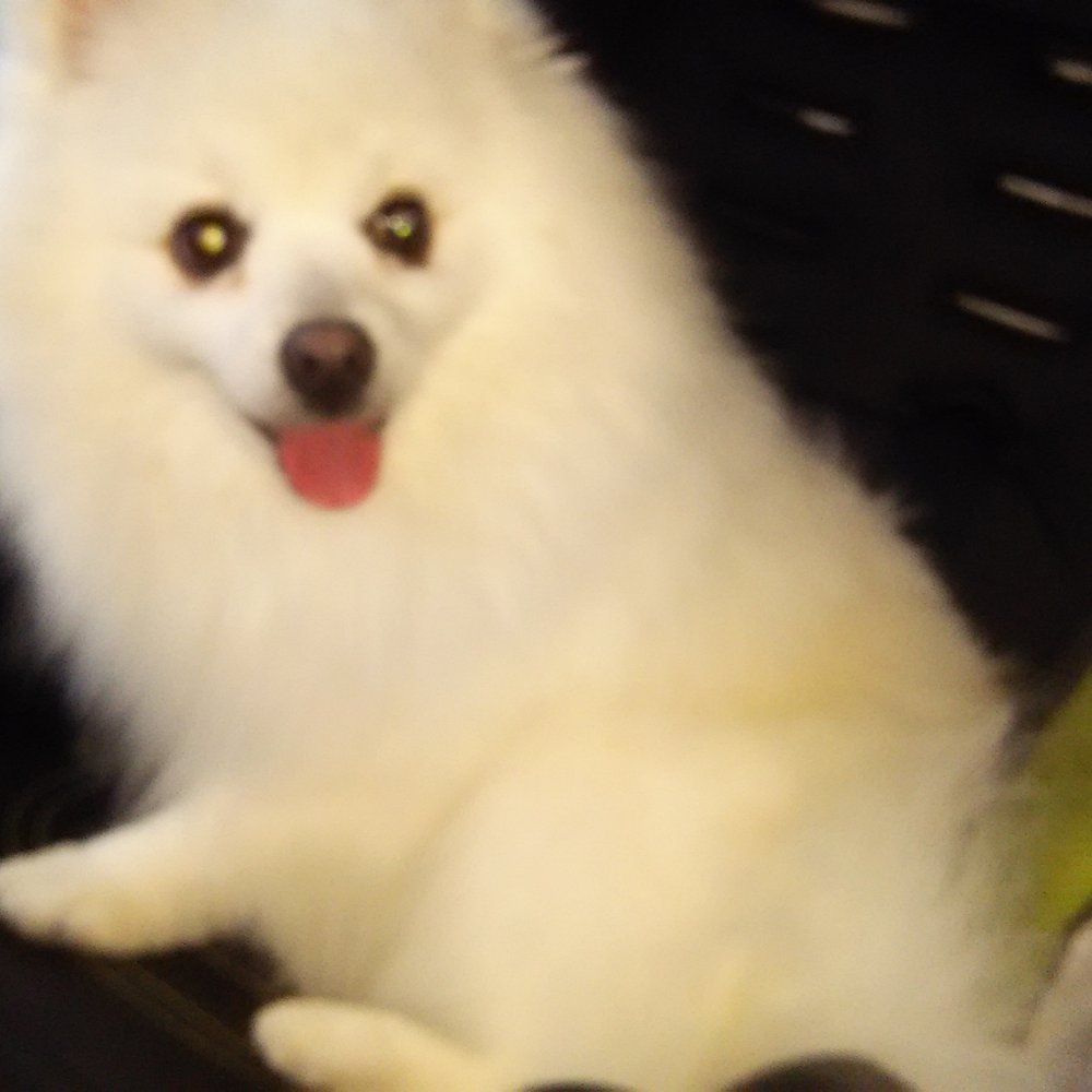 Paws A While - Snowy had a great time! - Pet Groomers Near Me - Manhattan Beach, California Paws A While - Snowy had a great time! - Pet Groomers Near Me - Manhattan Beach, California