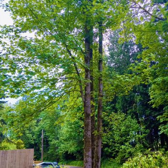 Roots Tree Services - Pre limbing - Tree Services Near Me