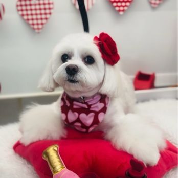 Mona Bella Mobile Dog Grooming - Mona Bella Mobile have been doing our Ms. Snowflake for over 3 years now and she does a great job. - Pet Groomers Near Me