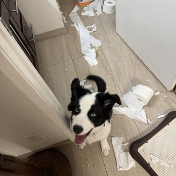 Keen K9 - This was the day before Bruce left for board and train ‍ - Pet Training Near Me