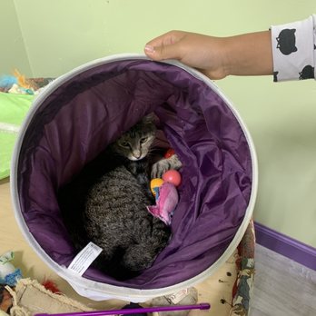 The Kitty Beautiful - Cafes Near Me - Orlando, Florida The Kitty Beautiful - Cafes Near Me - Orlando, Florida