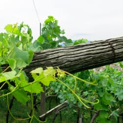 Pension in Bozen Reiseggerhof - Mitten in den Weinbergen, der Reiseggerhof