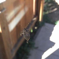 Anchor Pest Control Service - Nasty stink bugs all around my house. Now they're all belly-up!