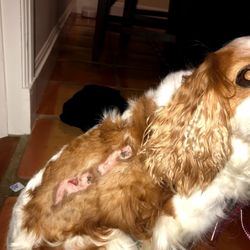 Balboa Pet Hospital - Coco after sustaining burns from a dental procedure at Balboa Pet Hospital