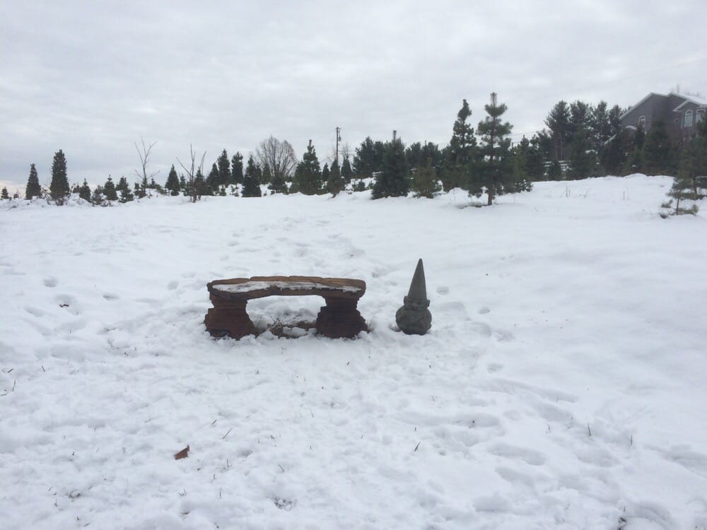 OSTLUND CHRISTMAS TREE FARM Updated April 2024 6874 Kieffer Rd