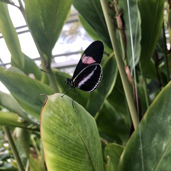 De Hortus Botanicus - Venues & Event Spaces Near Me - Amsterdam, New Hampshire De Hortus Botanicus - Venues & Event Spaces Near Me - Amsterdam, New Hampshire