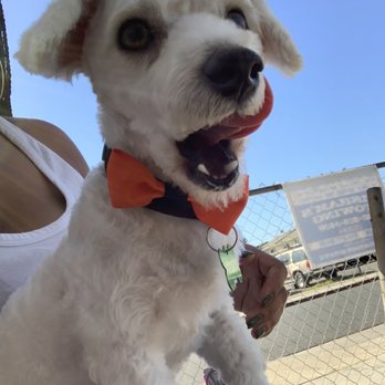 Wow Doggy Pet Salon - Pet Groomers Near Me - Gardena, California