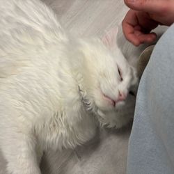 Kitty Queen Cat Rescue