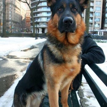 Pet Pals Veterinary Hospital - Yasko in Central Park, NYC - Veterinarians Near Me - Indianapolis, Indiana Pet Pals Veterinary Hospital - Yasko in Central Park, NYC - Veterinarians Near Me - Indianapolis, Indiana
