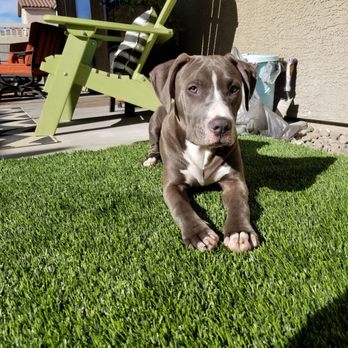 Bark Busters Home Dog Training - My fur babies - Pet Training Near Me