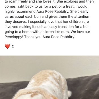 Sweet Rose Rabbitry - Pet Breeders Near Me Sweet Rose Rabbitry - Pet Breeders Near Me