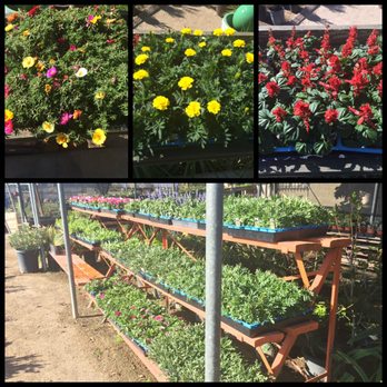 Green Valley Nursery - SEASONAL ANNUAL COLOR TO GIVE YOUR SPRING OR YOUR HOLIDAY SEASON THAT EXTRA TOUCH YOUVE BEEN LOOKING FOR - Nurseries & Gardening Near Me - Lancaster, California