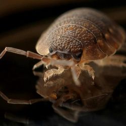 Pinnacle Pest Defense