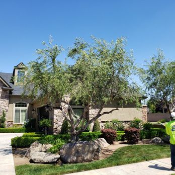 Travis Tree Service - After - Tree Services Near Me - Fresno, California Travis Tree Service - After - Tree Services Near Me - Fresno, California