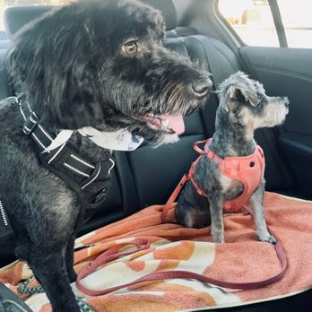 Pets In Style Grooming - Summertime cuts - Pet Groomers Near Me - Palmdale, California Pets In Style Grooming - Summertime cuts - Pet Groomers Near Me - Palmdale, California