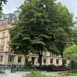 Finsbury Circus Garden - Lovely trees for shade 6/28/25